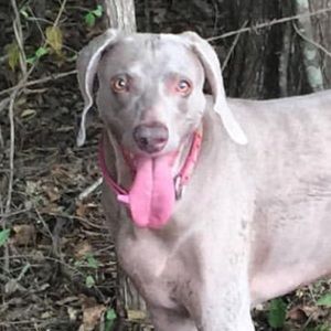 Meet your Posher, Chelsie